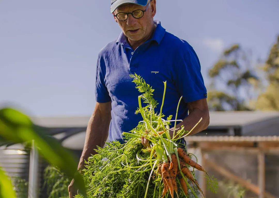 Don Cameron harvesting fresh carrots at Mudbar Farm